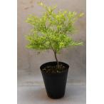 me RaRe uka Revolution Gold 4.5 номер длинный pot 