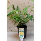  лимон mart ru3.5 номер длинный pot трава 