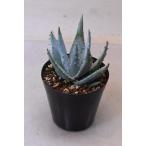 アロエ ペグレラエ Aloe Peglerae の育て方 栽培記録 ゆるぷ