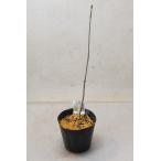 コシアブラ 苗木 3.5号ポット 山菜