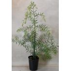 アカシア ブリスベーンワトル 3.5号ポット 花木 庭木