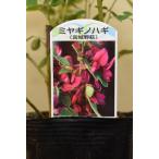  Miyagi . Hagi 3.5 номер pot 