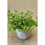 ベロニカブルーホルト3.5号ポット