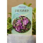 ベロニカミセスホルト3.5号ポット