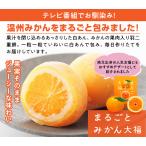 ショッピング和菓子 ≪和菓子処 中越≫まるごとみかん大福 4個入【金沢お土産 羽二重餅 白あん ギフト スイーツ フルーツ大福 お取り寄せ 通販】