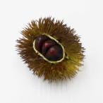  образец блюда каштан iga Gris трещина каштан ....( искусственный цветок * фэйковая еда )