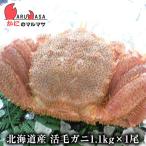 活毛がに(1.1kg×1尾)セット 翌日便対応北海道 北海道産 毛がに 毛蟹 毛ガニ かに カニ 蟹 特大 お取り寄せ通販 道産品 厳選素材 贈り物 お取り寄せ ギフト