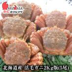 活毛がに(2kg詰め 5尾)セット 翌日便 北海道産 毛がに 毛蟹 毛ガニ かに カニ 蟹 お取り寄せ通販 道産品 厳選素材 プレゼント 贈り物 残暑見舞い ギフト
