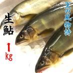 国産 生鮎 (あゆ) 1kg (10〜15尾入り) 主に岐阜県・愛知県産
