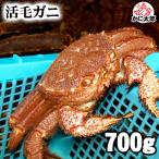 (大型サイズ) 北海道産 活毛ガニ 700g前後 かにの美味しさを味わうなら、未冷凍(冷蔵) 活毛蟹 茹でたて 毛がに 醍醐味でもあるカニ味噌 毛がに 通販 かに