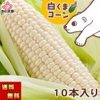 ( free shipping ) white corn white .. corn 10 pcs insertion . raw meal Hokkaido production sweet corn morning .. raw .. millet your order 