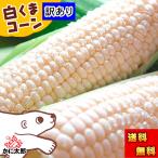 ( free shipping ) with translation Hokkaido production white corn asahi mountain zoo white .. corn 11~13 pcs insertion .( Hokkaido sweet corn ) white maize 