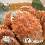 毛蟹 けがに 活毛ガニ 北海道産 冷蔵 訳あり 1尾(300g-350g前後)