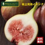 イチジク豊熟ふわトロ完熟いちじくA...