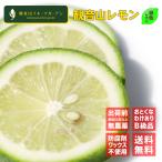 レモン国産天皇陛下献上の観音山レモ...