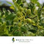  Wakayama префектура производство pilili сырой плоды зантоксилума (.. san ...) 100g. звук гора фрукты сад + прохладный рейс 220 иен 