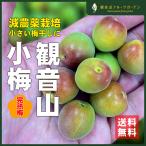 紀ノ川小梅 小梅しゃん 完熟梅 2kg 和歌山県産小梅 観音山フルーツガーデン 送料無料