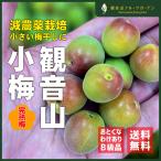 紀ノ川小梅 小梅しゃん 完熟梅 ご家庭用 訳あり B級品 2kg 和歌山県産小梅 観音山フルーツガーデン 送料無料