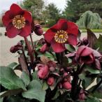 高級品種・冬咲きクリスマスローズ Ice N'roses 氷の薔薇メルロー13.5cmポット1苗(2年生苗)