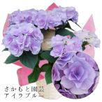 アイラブルー 母の日 達人のあじさい さかもと園芸 ポージィブーケ プレゼント アジサイ 鉢植え 送料無料 鉢花