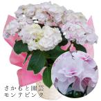 モンテピンク 母の日 達人のあじさい さかもと園芸 ポージィブーケ プレゼント アジサイ 鉢植え 送料無料 鉢花