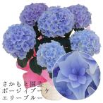 エリーブルー 母の日ギフト 達人のあじさい さかもと園芸 プレゼント アジサイ 鉢植え 鉢花