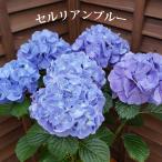 セルリアンブルー 母の日 達人のあじさい さかもと園芸 ポージィブーケ プレゼント アジサイ 鉢植え 送料無料 鉢花