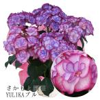 ユリカブルー 母の日ギフト 達人のあじさい さかもと園芸 プレゼント アジサイ 鉢植え 鉢花