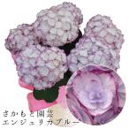 早咲　エンジェリカブルー　4月より開花次第発送　さかもと園芸　達人のあじさい  プレゼント アジサイ 鉢植え