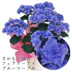 フェアリーマーブル 母の日ギフト 達人のあじさい さかもと園芸 プレゼント アジサイ 鉢植え 鉢花