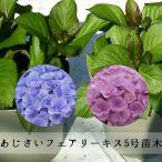 あじさい　フェアリーキス苗木　人気品種あじさい苗木　さかもと園芸　5号鉢　庭木　花木