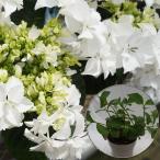 ナナ苗木　人気品種あじさい苗木　5号鉢　２年物の充実株　庭木　花木