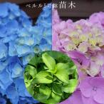 あじさい　ペルル苗木　人気品種あじさい苗木　さかもと園芸　5号鉢　庭木　花木