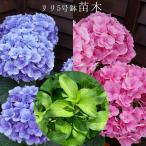 あじさい　リリ苗木　人気品種あじさい苗木　さかもと園芸　5号鉢　庭木　花木