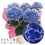 ブルーピコティ 母の日 達人のあじさい さかもと園芸 マナスル お祝い プレゼント アジサイ 鉢植え 送料無料 鉢花
