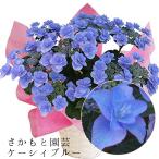 ケーシィブルー 母の日 達人のあじさい さかもと園芸 ポージィブーケ 母の日 プレゼント アジサイ 鉢植え 鉢花