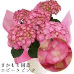 エビータピンク　母の日　達人のあじさい　さかもと園芸 ポージィブーケ　プレゼント アジサイ 鉢植え　鉢花