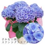 ステンドグラスブルー　母の日　達人のあじさい　さかもと園芸　ポージィブーケ　プレゼント アジサイ 鉢植え 送料無料　鉢花