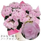 ノーブルピンク 母の日 達人のあじさい さかもと園芸 ポージィブーケ プレゼント アジサイ 鉢植え 鉢花