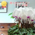 [ рабочий день утро 7 часов до заказ решение . отправка в тот же день ]. человек. цикламен персидский пастель список сельское хозяйство . вода производство большой .. выигрыш .... садоводство подарок по случаю конца года подарок цветочный горшок 