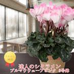 [ рабочий день утро 7 часов до заказ решение . отправка в тот же день ]. человек. цикламен персидский тянуть ma wave розовый сельское хозяйство вода большой .. выигрыш производство человек .... садоводство подарок по случаю конца года подарок цветочный горшок 