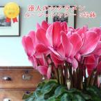 [ рабочий день утро 7 часов до заказ решение . отправка в тот же день ] цикламен персидский rouge душ сельское хозяйство . вода производство большой .. выигрыш .... садоводство подарок по случаю конца года подарок цветочный горшок 