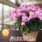 [ рабочий день утро 7 часов до заказ решение . отправка в тот же день ] цикламен персидский wing k розовый сельское хозяйство . вода производство большой .. выигрыш .... садоводство подарок по случаю конца года подарок цветочный горшок 