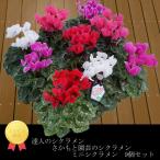 【農林水産大臣賞受賞】さかもと園芸　達人のシクラメン　【お得なミニシクラメン9個セット】プレゼント　ギフト　贈答品　敬老の日