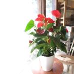 アンスリューム シエラ 6号鉢サイズ 鉢植え 赤色 レッド アンスリウム 薫る花 観葉植物 おしゃれ インテリアグリーン 母の日ギフト プレゼント 母の日特集