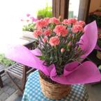 カーネーション(ピンク色)5号鉢サイズ 鉢植え 花 フラワー 鉢花 プレゼント ギフト 贈り物 母の日ギフト 母の日特集 2024年