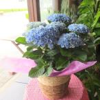 アジサイ マジカルレボリューション ブルー 5号鉢サイズ 鉢植え 水色 青色 あじさい 紫陽花 薫る花 フラワー 鉢花 母の日ギフト プレゼント 母の日特集