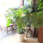 モンステラ デリシオーサ 7号鉢サイズ 鉢植え 観葉植物 ミニ インテリアグリーン プレゼント ギフト お誕生日 開店祝い 引越し祝い 新築 デリシオサ デリキオサ
