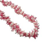  Sakura Ray Maunaloa YCKZ0351/FL516