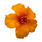  специальная цена!16.5cm/ гибискус пена pick / orange ( пыльца . немного ... )/ номер товара TF138